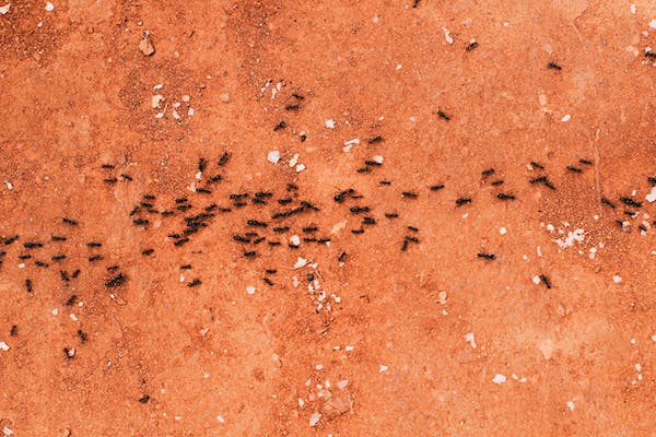 how to get rid of ants in kitchen.